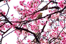 Hello Spring !!