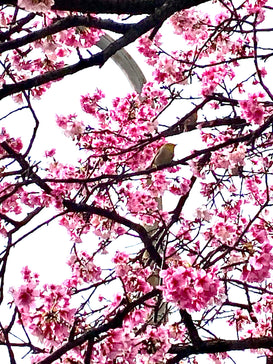 Hello Spring !!